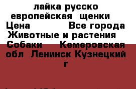 лайка русско-европейская (щенки) › Цена ­ 5 000 - Все города Животные и растения » Собаки   . Кемеровская обл.,Ленинск-Кузнецкий г.